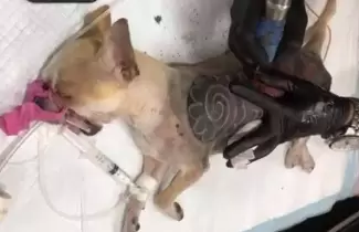 mascotas-tatuaje