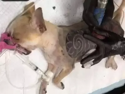 mascotas-tatuaje