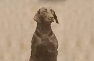 PERRITA-POLICIA