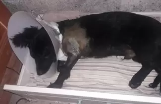 perrito-lastimado