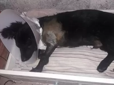 perrito-lastimado
