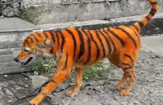perrito-pintado-