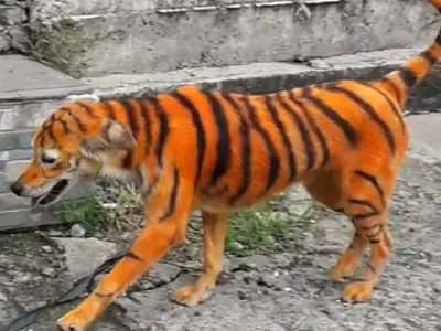 perrito-pintado-