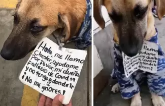 perro-peru