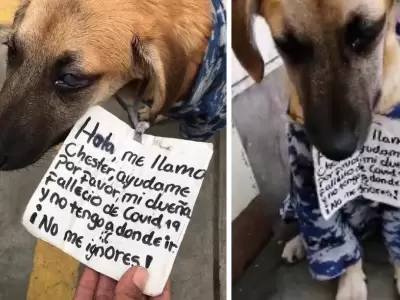 perro-peru