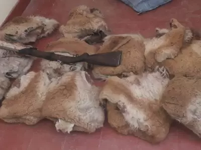 cueros-de-vicuna