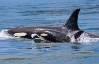 orca