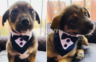 cachorrito