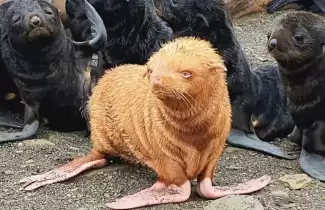 foca-pelirroja