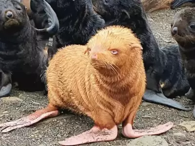 foca-pelirroja
