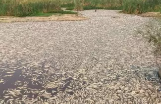 peces-muertos