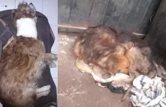perritos-maltrato