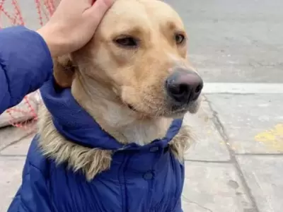 perrito