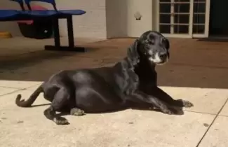 perrito-fuera-de-hospital