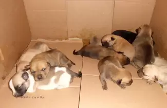 cachorros