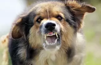 perro-enojado
