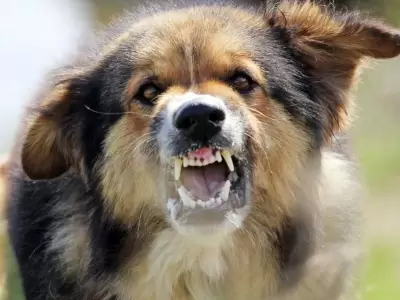 perro-enojado