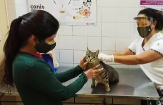 vacuna-rabia-mascotas