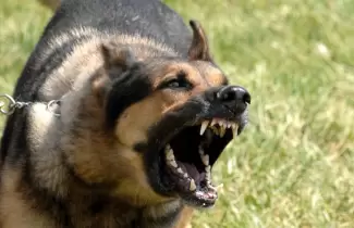 perro-agresivo