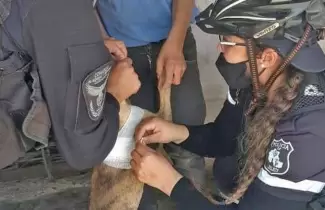 rescate-perrito
