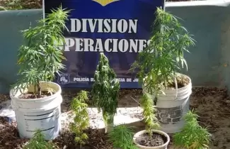 plantas