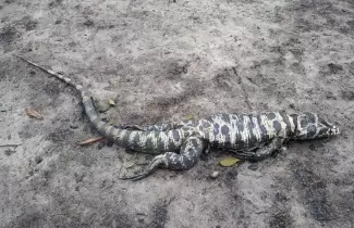 animal