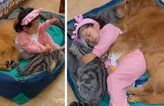 nina-siesta-mascotas
