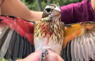 pajarito-unico