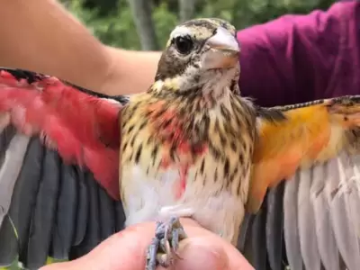 pajarito-unico