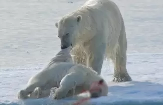 oso-polar