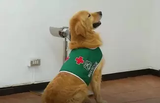 labrador-de-chile