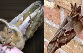 tarantulas