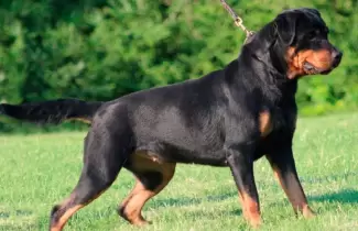 perro-rottweiler