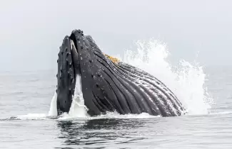 ballena