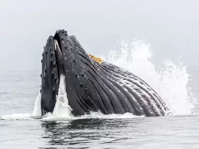 ballena
