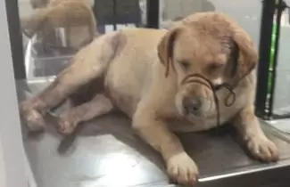 perrita-de-colombia