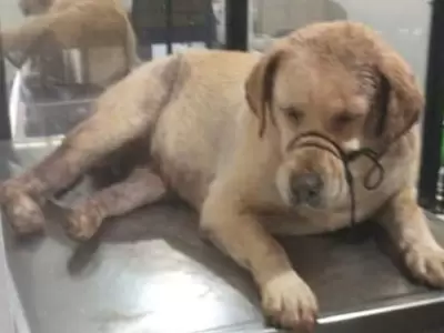 perrita-de-colombia
