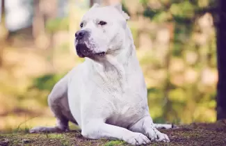 dogo-argentino