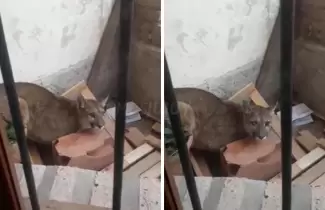 puma