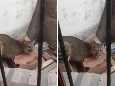 puma
