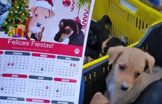 almanaques-de-perros
