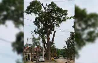 arbol