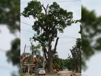 arbol