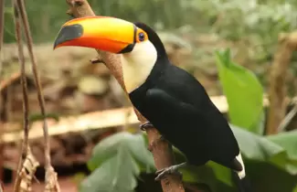tucan-grande