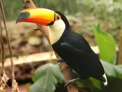 tucan-grande