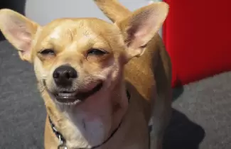 PERRO