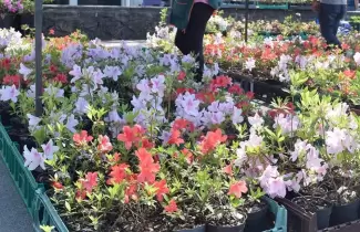 feria-de-plantas