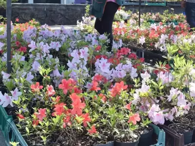 feria-de-plantas