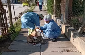 enfermeras-perrito