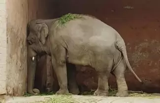 elefante-triste